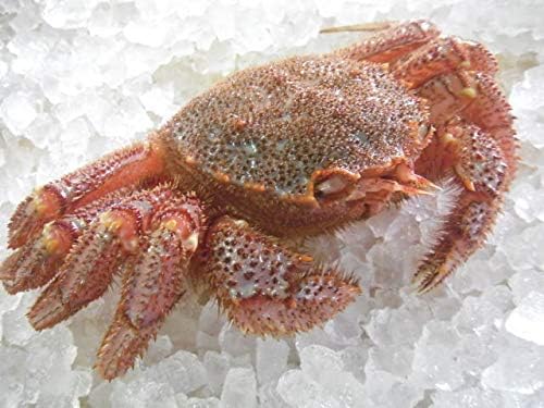 Amazon ロシア産 活毛ガニ1 0kg 1尾 活発送 北海道ぐるめ館 たくよう カニ 通販