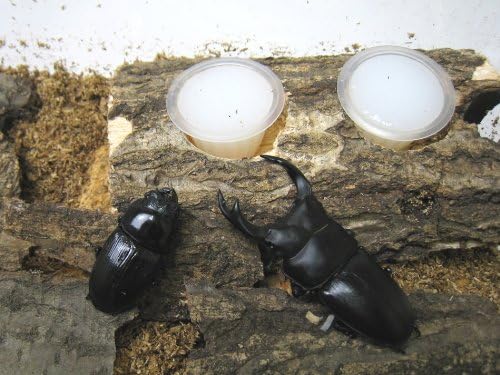 Amazon Kbファーム プロゼリー 16g 100個入り カブトムシ クワガタ用 Kbファーム 餌 通販 On Amazon Co Jp Shopping Assistant Deputy Service Japamart