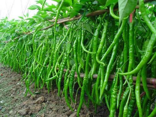 CHILLI SEEDS HOT JWALA PARIKSHA HYBRID 100 Seeds By E Garden (B01J8BK8V2) Amazon Price History, Amazon Price Tracker