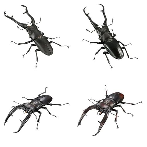 ̑}ӃAhoX Mt@mRMNK^ƃ}fBuXt^}^NK^ [S4Zbg tRv] K`K` JvZgC