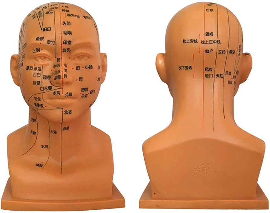 SLRMKK Head Acupuncture Model - 30Cm Acupuncture Head Model - Chinese Head  Acupuncture Model Points Human Body Meridian Diagram Acupuncture for ...