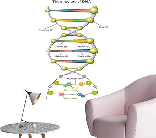 Amazon Com Amino Acid Wall Art Home Kitchen