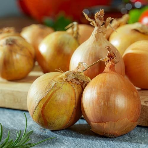 FLORIUM - Cipolle giganti di Stoccarda (500 gram) Robusta cipolla invernale in olanda, cipolla vegetale perfetta per raccolti ricchi: giallo, dimensione cipolla 14-21 mm (senza semi)