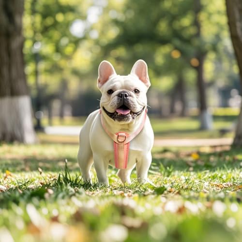 TSPRO Hundegeschirr Mittelgroße Hunde, No Pull Hundegeschirr Leichtes Gewicht Adjustierbar Gradientfarbe Geschirr für Hunde mit Schnellspanner Atmungsaktiv und Langlebig (Orange Gelb, Größe 2)