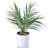 【Sin mantenimiento】: las plantas de imitación decoran interiores, no es necesario mantenerlas ni cuidarlas, no requieren recortes ni riego, ni morirán ni se marchitaran, y se mantendrán frescas todo el año