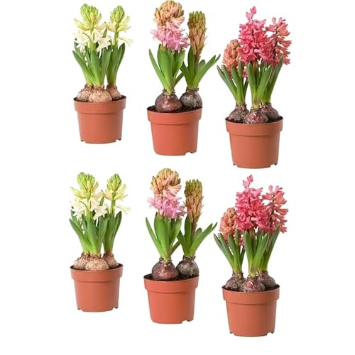 DECOALIVE | Pack 6 Bulbos de Jacinto | Hyacinthus Orientalis | Flores de Colores | Bulbos Naturales