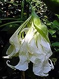 Shredded White Fantasy Angel's Trumpet Brugmansia - A Twisted Double Angel's Trumpet - 1 - Year Live...