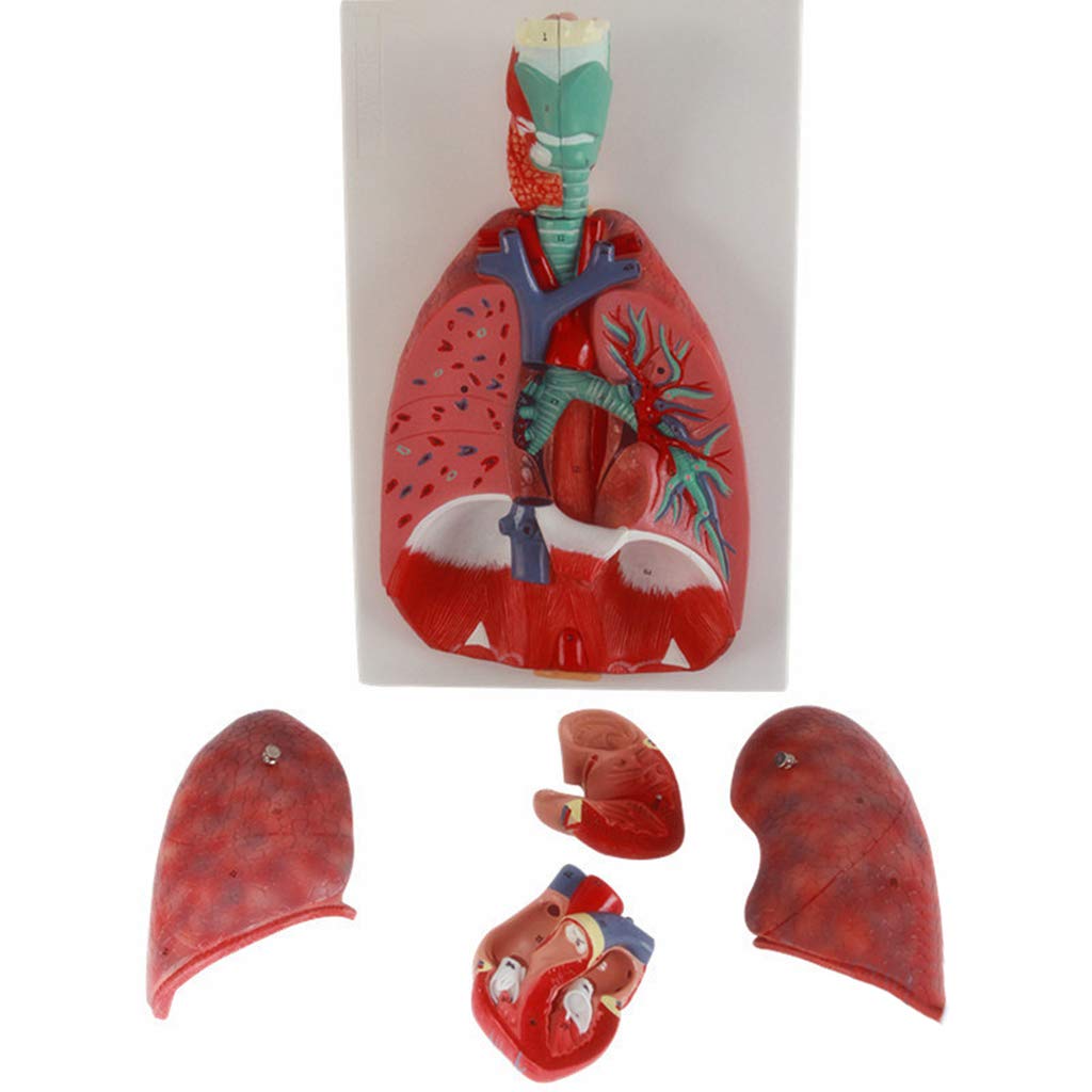 Sjdopulse Larynx Heart Lung Model - Human Organ Anatomical Model - Detachable 7 Parts Human Organ Anatomical Model Throat Heart Lung Medical Teaching Model -For Medical Educational