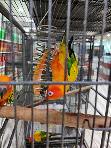 Taiyo-Pluss-Discovery-Bird-Treat-Fruit-Vegetable-Stainless-Steel-Holder-for-Canaries-Conures-Cockatiels-Parakeets-and-All-Other-Birds