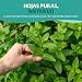 Imagen de HANDPICK Té De Menta Verde