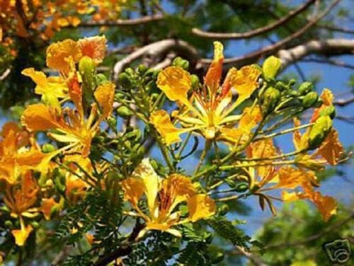 DELONIX REGIA Yellow FLAMBOYAN Royal Poinciana - Semillas de árbol de BOFFAI raras, 20 semillas, suculentas, cactus, para el hogar y el jardín