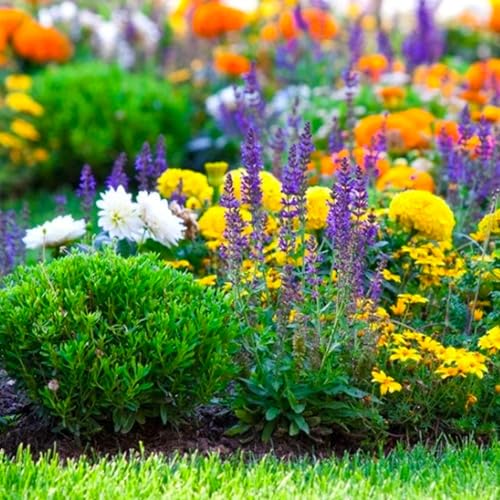 Ep.294: Help Me Bloom Where I am.