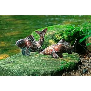 G/N CLYB Set of 2 Garden Pond Koi Fish Statue Antique Copper Koi Fish Sculpture Decor Outdoor Sculptures & Statues Gifts Metal Koi Figurine Ornaments for Patio Backyard Home Kitchen Decorations GN CLYB Set of 2 Garden Pond Koi Fish Statue Antique Copper Koi Fish Sculpture Decor Outdoor Sculptures Statues Gifts Metal Koi Figurine Ornaments for Patio Backyard Home Kitchen Decorations