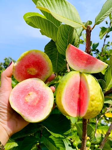 Image of Hidden Enterprise Taiwan Guava Live Fruit Plant High Yield Sweet Variety | Height 1.5-2 Feet | Without Pot | Ideal for Home Garden Balcony Terrace Outdoor Growing with Healthy Roots