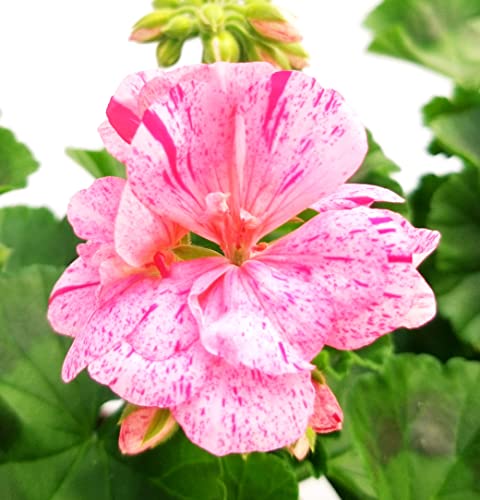 POWERS TO FLOWERS - GERANIO ZONALE "HERCULES", PELARGONIUM, 2 PIANTE VASO 14, COLOR FANTASIA, piante vere