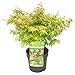 Produktbild Acer palmatum 'Little Princess'  Japanischer Ahorn  Strauch  Winterhart  19 cm  40-50 cm