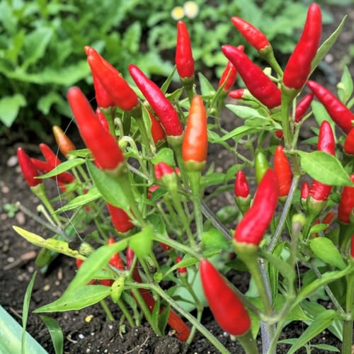 Carbeth Plants Patio Hot Thai Chilli Pepper Plant in 9cm Pot