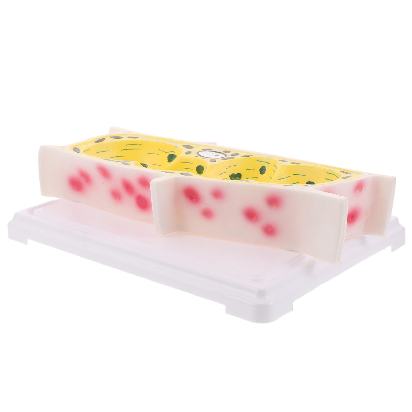 Modello Didattico di Cellula Vegetale Epidermica di Cipolla Modello Anatomico Ingrandito per Laboratorio di Biologia Strumento Educativo per Lezioni di Struttura Cellulare delle