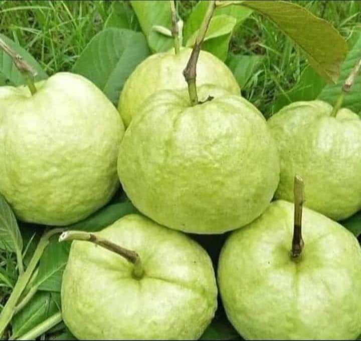 See full amazon price history chart for VNR Guava Amrood Fruit (Grafted) Live Plants & Tree(1-1.5 Ft Size) Guava Live Fruit Plants & Tree Bonsai Fruit Plant All Season Fruit Plant |Amrud Plant Fruit Tree VNR Guava Amrood Fruit (Grafted) Live Plants & Tree(1-1.5 Ft Size) Guava Live Fruit Plants & Tree Bonsai Fruit Plant All Season Fruit Plant |Amrud Plant Fruit Tree (B0D2PJ8B1F) Amazon Price History, Amazon Price Tracker