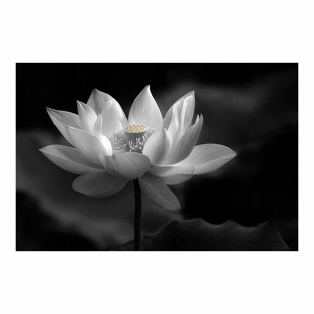 ZAMAEIU Landscape Pictures For Wall Pure-Lotuss petals art prints and posters, Suitable for Living Room Bedroom Decor apartment Wall Decoration(black and white)-20x30cm Unframed