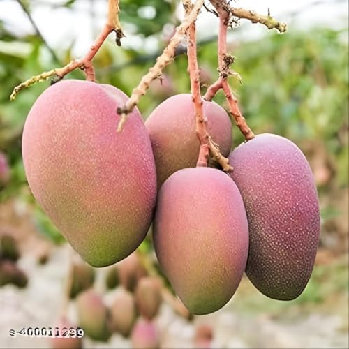 Image of Sweet Tasty Delicious ''Pusa Arunika Mango'' Live Plant || For Home Garden Plant || Fresh Most Expensive Variety || Grafted Live Plant ||