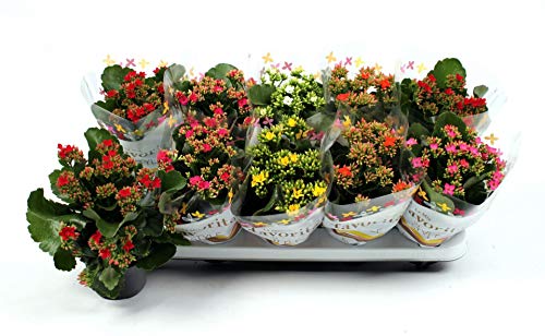 Pack de 10 Kalanchoe Plantas de Interior Naturales con Flores Mix Colores Surtidos