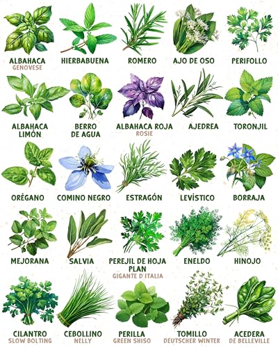Miniatura 6 de Zengreens - Set De Semillas De Hierbas Aromáticas Eco - 25 Variedades Para Cultivar Fácilmente En El Jardín, Balcón O Parterre Elevado - Sementes Verduras