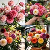 Carpet 400+ Mixed Dahlia Seeds for Planting, Colorful Perennial Heirloom Dahlia pinnata, Long Blooming Cut Flowers for Garden Beds, Borders and Containers