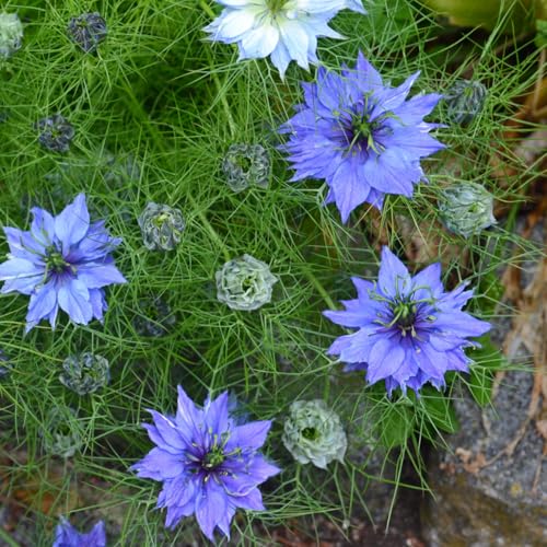 200 X Blue Nigella Damascena Seeds for Planting Love in a Mist Seeds Easy to Grow Outdoor Home Garden Flower Seeds 200 X Blue Nigella Damascena Seeds for Planting Love in a Mist Seeds Easy to Grow Outdoor Home Garden Flower Seeds