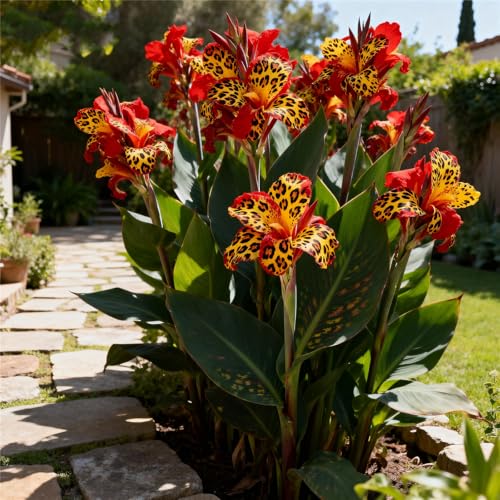 MehrjäHrige Canna Rhizome/Canna Gartenbepflanzung&Winterhart-Elegante-Mysteriöse magische Glühbirne Schnell-Wachsend seltene große -1Rhizome-H