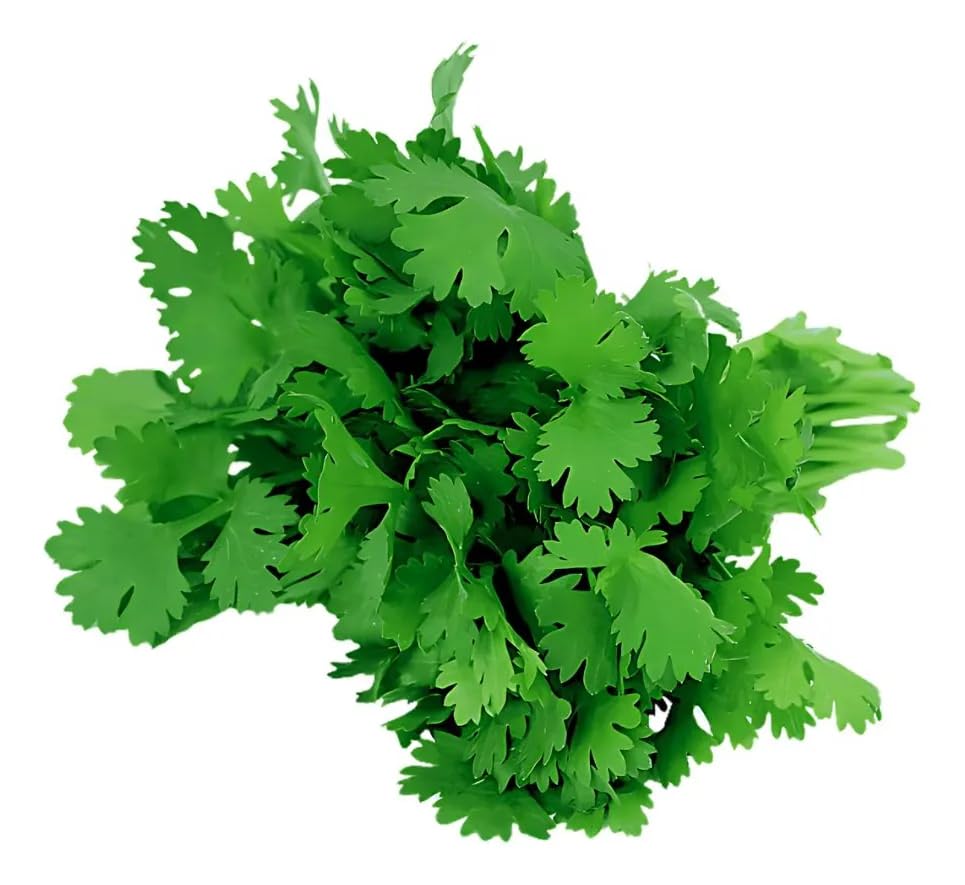 Kit 8 Cápsulas Coentro Verdão HidroGarden – Sementes + Nutrientes...