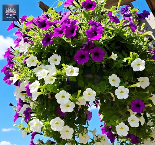 Image of NooElec Seeds India Hybrid Hanging Petunia Flower Seeds - 300 Pcs, Mixed Colors, All-Year Blooms