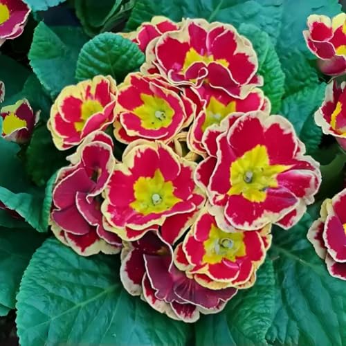 Perennial Primula Seeds 200PCS Primrose Seeds Bright & Cheer