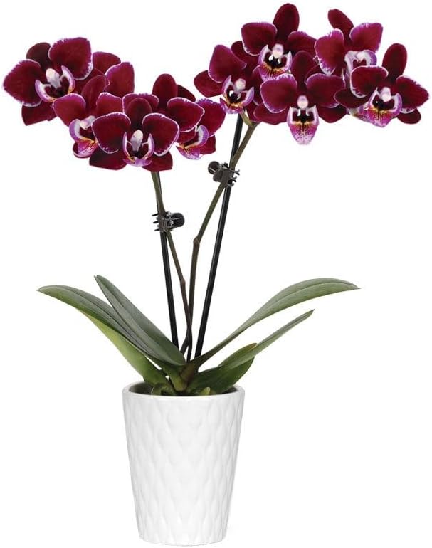 From You Flowers - Violet Beauty Mini Orchid Plant for Mother's Day, Birthday, Anniversary, Get Well or Celebration