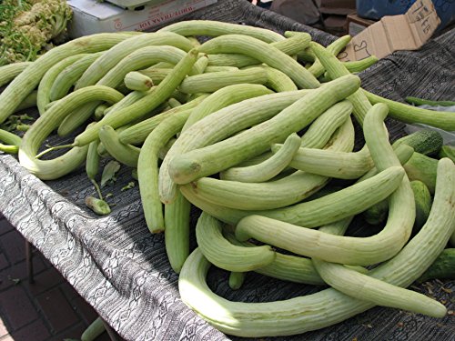Seeds Rare Cucumber Armenian Long 70 Days Pickling Vegetable For Planting Heirloom Non Gmo #TOP7