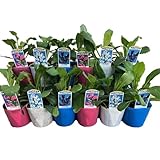 つり鐘型のお花が可愛い 寒さに強い【カンパニュラ・メジューム 3号 おまかせMIX 12個セット】切り花でも楽しめる 花苗 苗 おまかせ 園芸 ガーデニング 寄せ植え 鉢花 鉢植え (12)