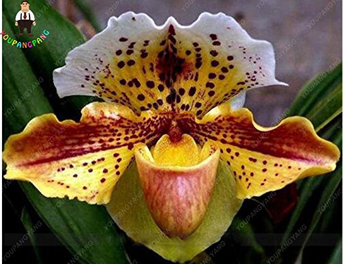Orchidée Bonsaï Fleurs en pot Graines Plantes de jardin d'intérieur Phalaenopsis Orchidée Graine Naturelle Clair Croissance