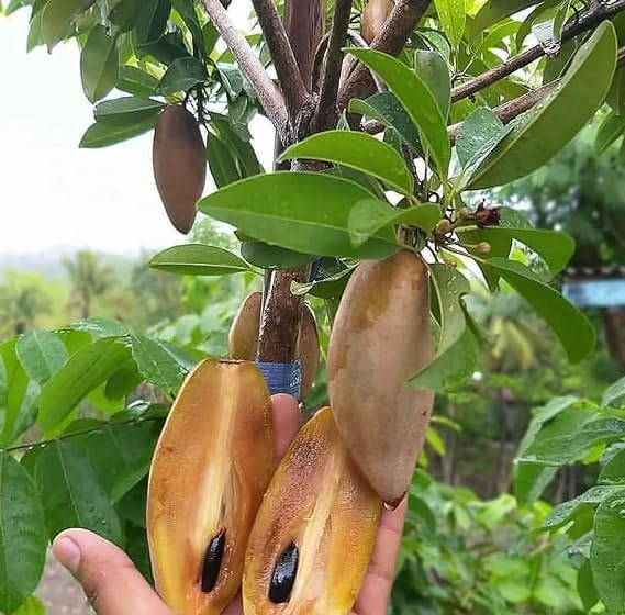 Cloud Farm Hybrid Grafted Chiku Live Plant [CF07] (B0B19RQYBN) Amazon Price History, Amazon Price Tracker