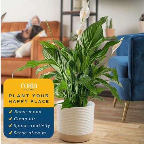Image of Costa Farms Spathiphyllum Peace Lily Live Indoor Plant, 3-Foot