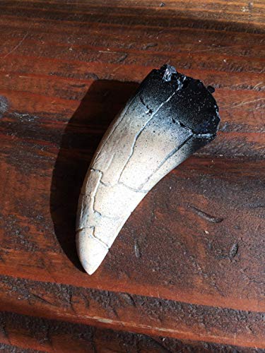 Life Size Tyrannosaurus Rex (T Rex) Dinosaur Tooth Fossil Replica