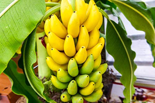 Plantazee All Season Gardens Rare Banana Tree Njalipoovan (Variety of Banana) ... 1 Live Healthy Plant.. (B07RCYG2D9) Amazon Price History, Amazon Price Tracker