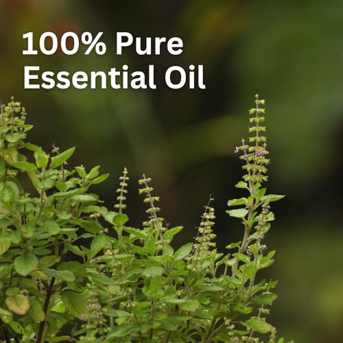 Image of Aroma Treasures Basil Tulsi Essential Oil | 100% Pure & Natural Theraputic Essential oil for healthy Skin, body, Aromatherapy - 10ml