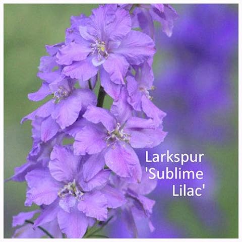 Larkspur 'Sublime Lilac' Seeds. Lilac Larkspur Cover
