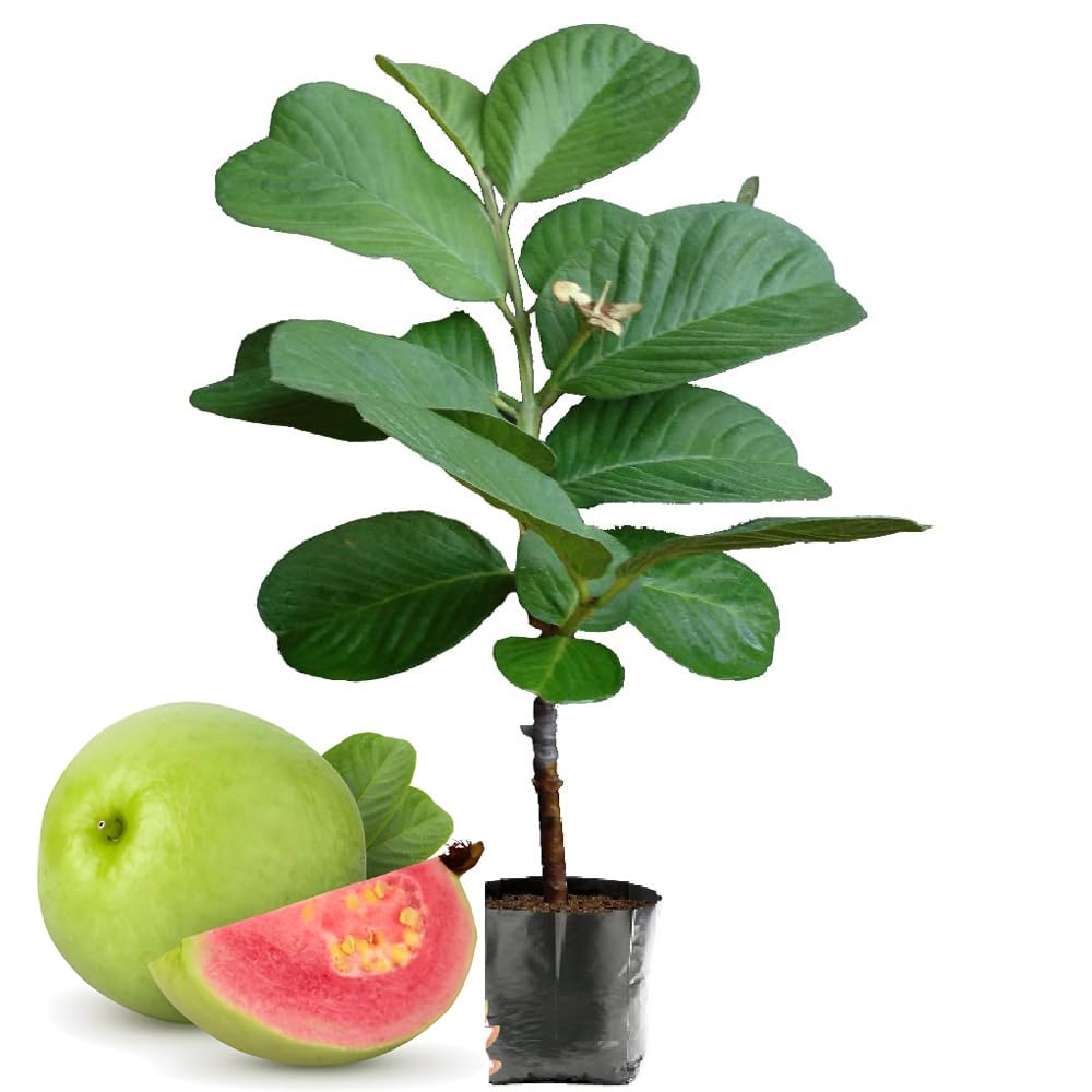 See full amazon price history chart for Bahan Traders Seedless Amrud Live Red Diamond Guava Grafted Plant & Tree (Pack Of 1) Hight Of The Plant 1.5-2 Ft Bahan Traders Seedless Amrud Live Red Diamond Guava Grafted Plant & Tree (Pack Of 1) Hight Of The Plant 1.5-2 Ft (B0CQTM3WMW) Amazon Price History, Amazon Price Tracker