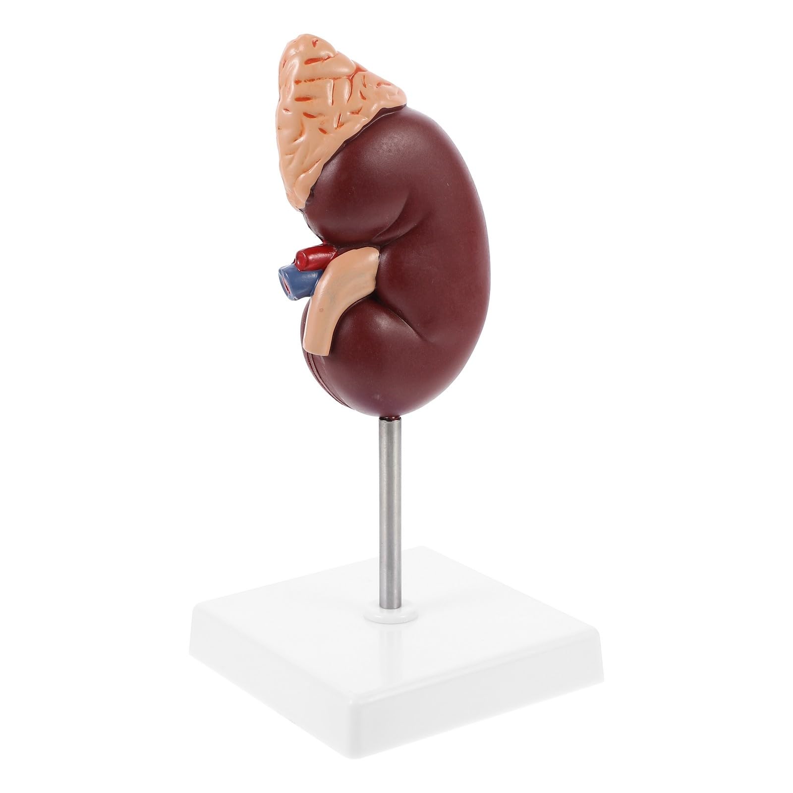 IMIKEYA Human Kidney Dissection Model with Adrenal Gland Medical Study Teach Model Biology Class Accessory for Science Education