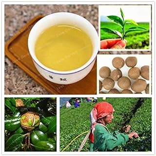 Seeds. 10 Chinese PC of Green Tea of The Agramsero Bonsai for The House Garden Perennial Plants Without Flowers heerloom sementes not Camellia Bonsai: Only Seeds