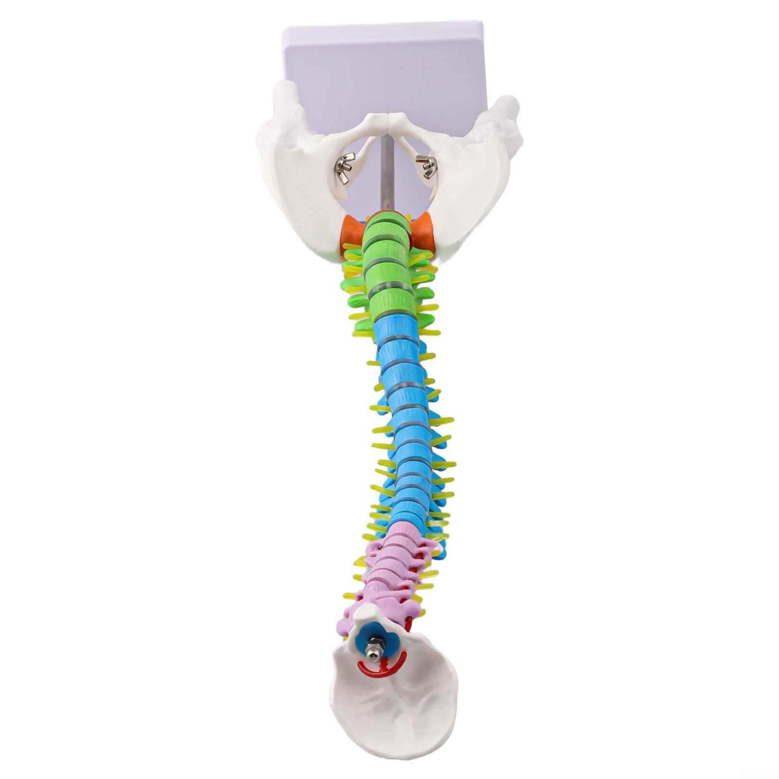 45 cm Human Model With Colour-Coded Anatomy 45 cm Human Model With