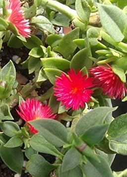 نبات الثلج Aptenia Cordifolia، غطاء أرضي مزهر باللون الأحمر من Baby Sun Rose، مجموعة من نباتين مبتدئين