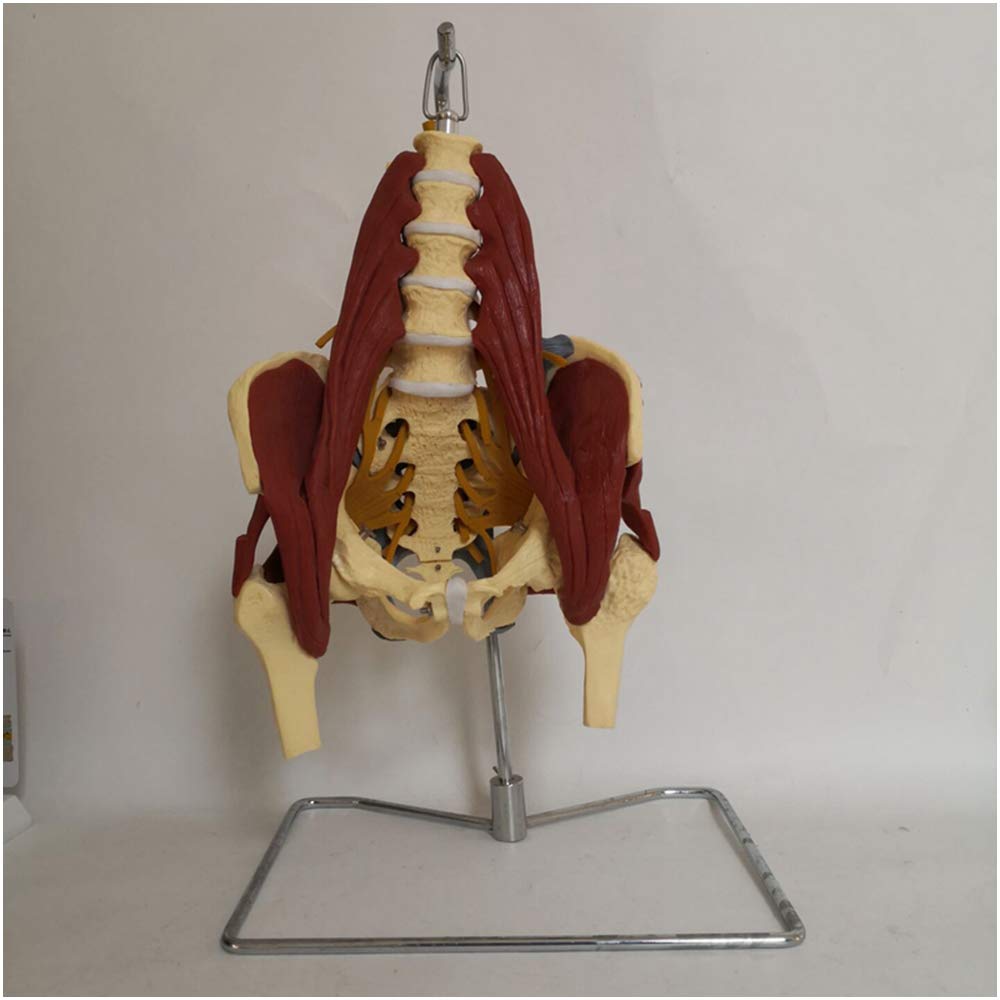 Sjdopulse Women's Medical Anatomical Pelvis Model - Pelvis Model With Pelvic Floor Muscle - Life Size Lumbar Spine Bone Model - Adult Skeleton Anatomical Model - For Study Teaching
