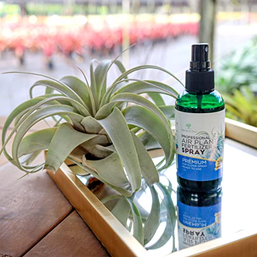 Leaves And Soul Tillandsia Xerographica Air Plant | Exotic Live Indoor Outdoor Plant| Rare Houseplant For Home, Office, Garden, Wall Hanging, Terrarium (Medium 9 Inch Wide - 2 Pack) #TOP4